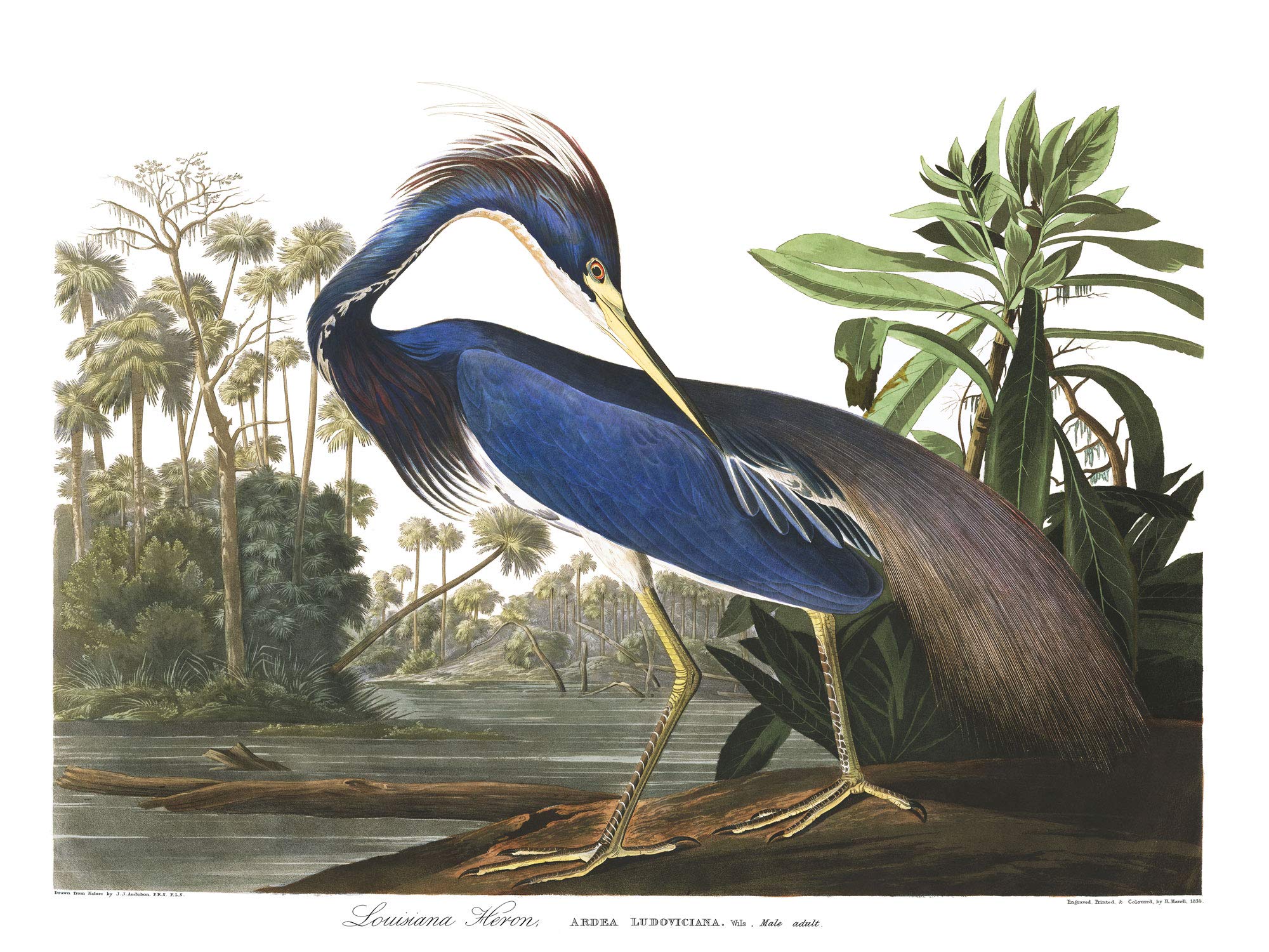 John James Audubon Louisiana Heron Print - Birds of America Collection - 16x20 Inch Wall Art Decor for Living Room, Bedroom & Office