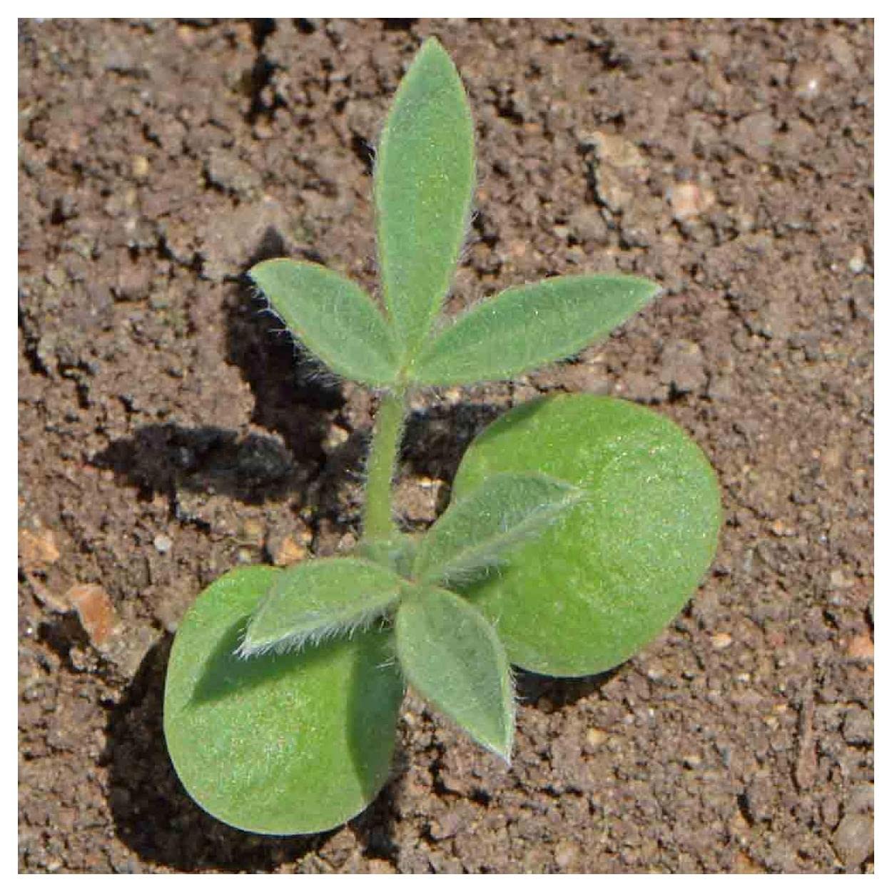 Everwilde Farms - 50 Texas Bluebonnet Native Wildflower Seeds - Gold Vault Jumbo Seed Packet for Garden, Landscaping & Pollinator-Friendly Planting