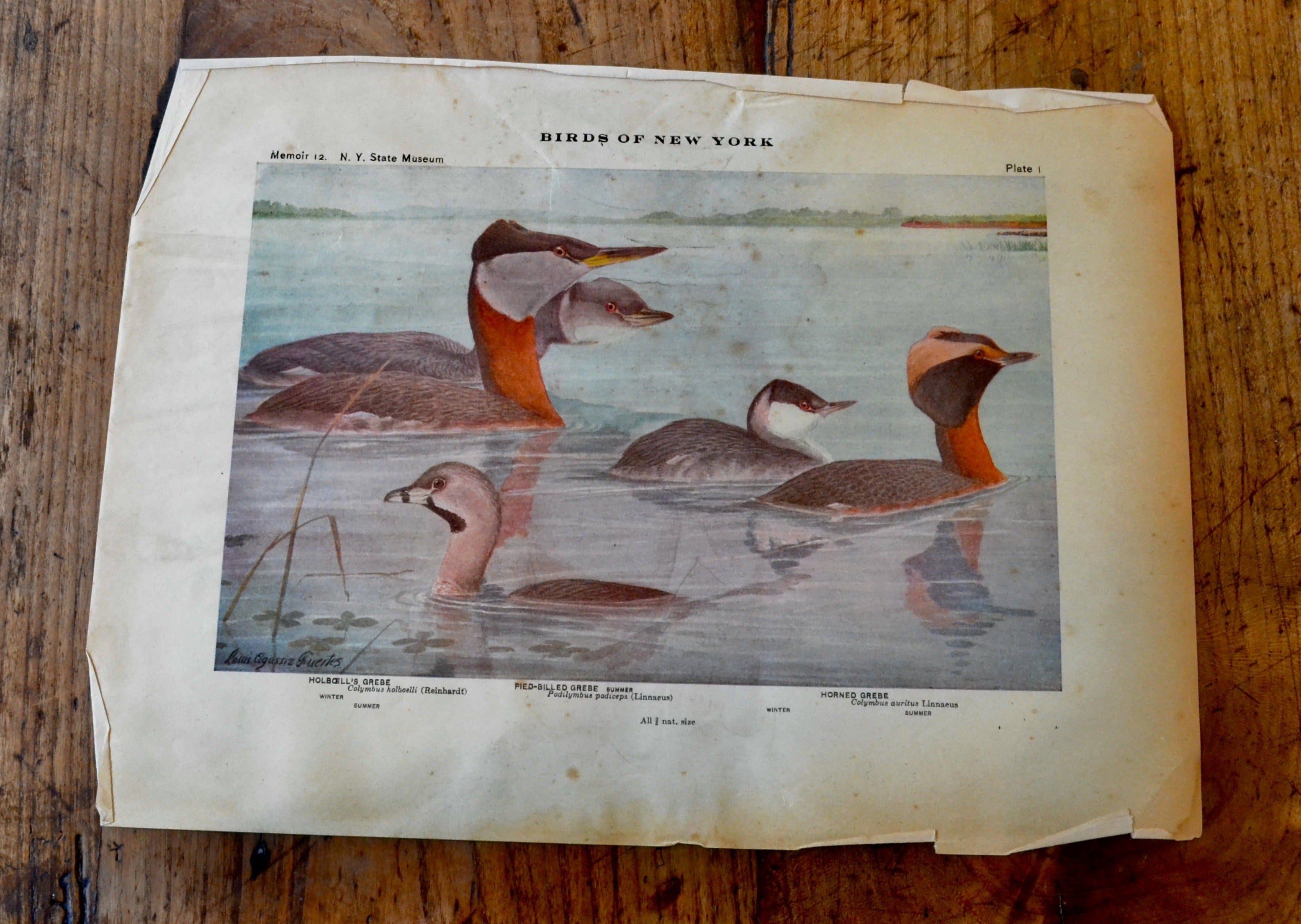 Vintage Grebe Bird Print - Birds of New York | Antique Bird Wall Art Decor for Home, Office & Nature Lovers
