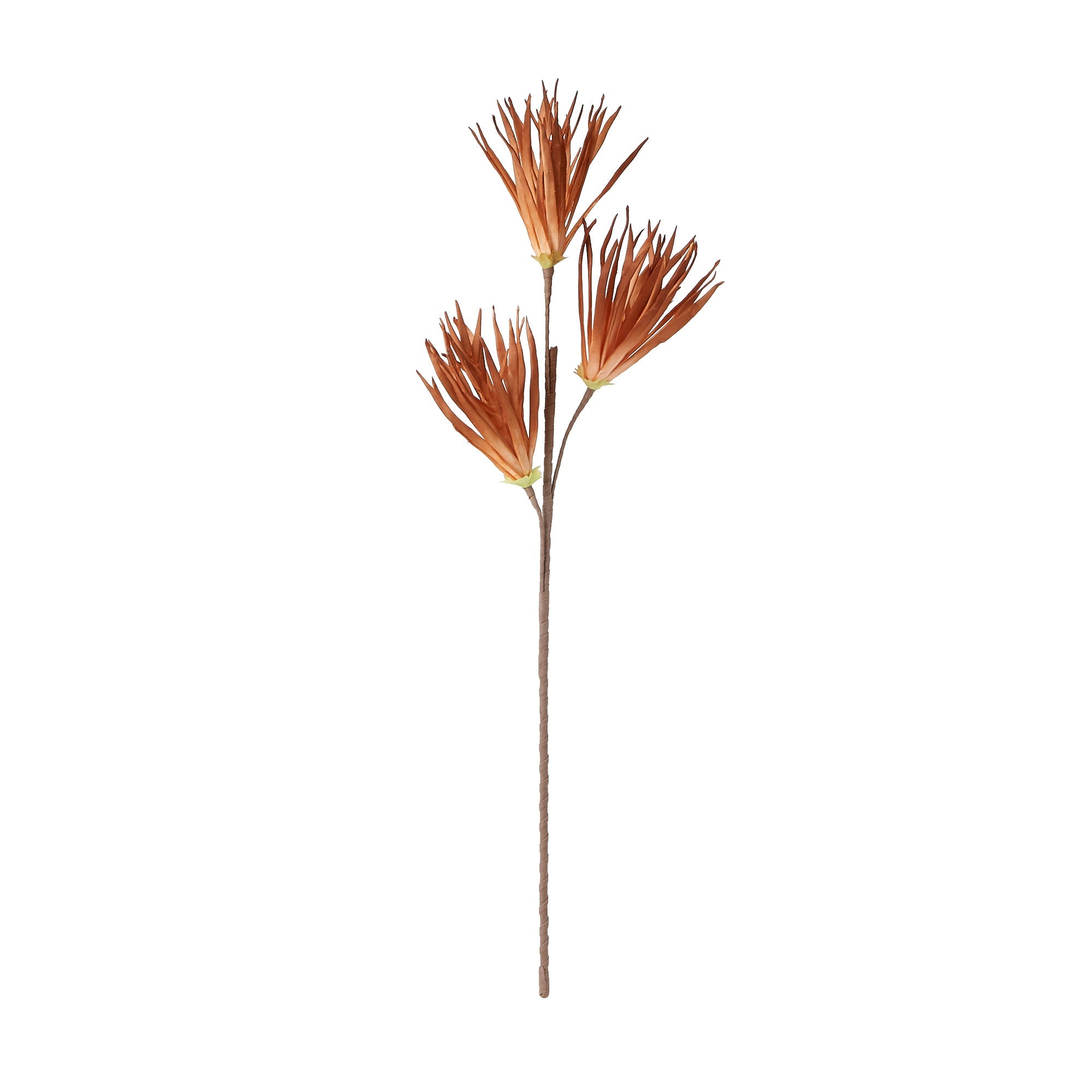Dracaena Marginata Red - Dragon Tree Plant for Home & Office Decor - Perfect for Living Room, Bedroom, and Indoor Spaces