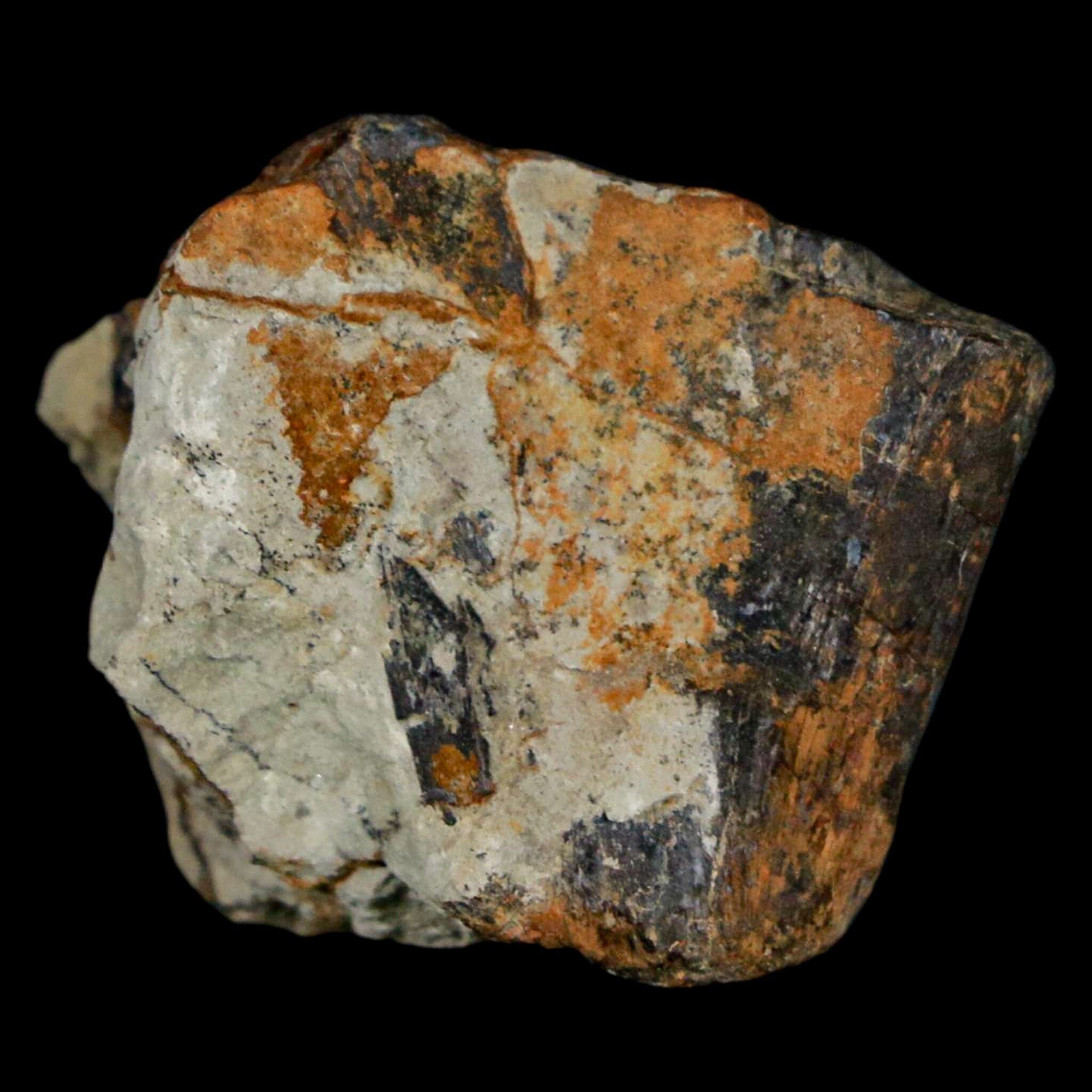 Authentic Stegosaurus Fossil Bone from Morrison Formation Wyoming - Jurassic Dinosaur Bone with COA - Perfect for Paleontology Collectors & Museum Displays