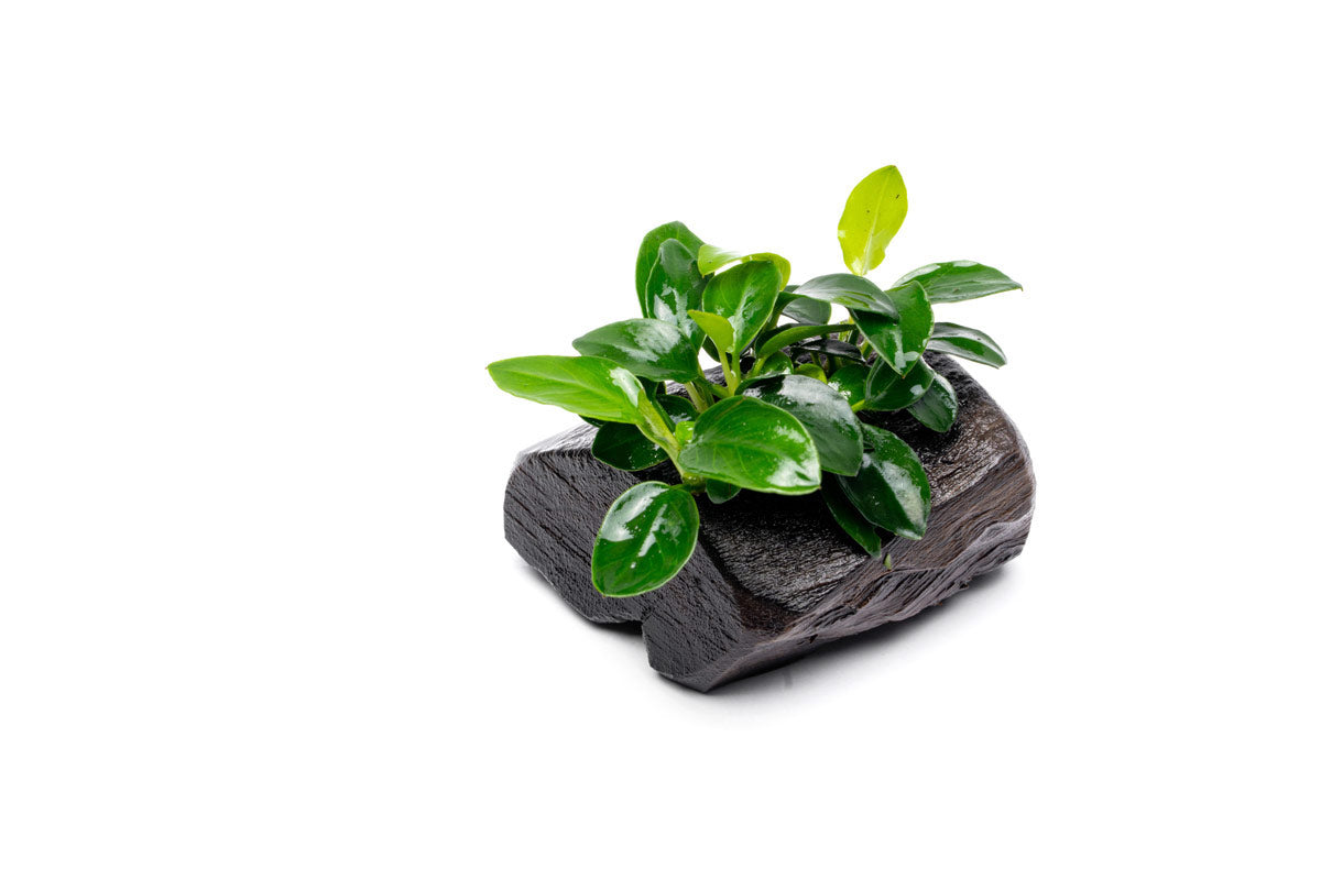Anubias Nana Petite Live Aquarium Plant on Natural Driftwood - Perfect for Nano Tanks, Aquascaping & Fish Tank Decorations