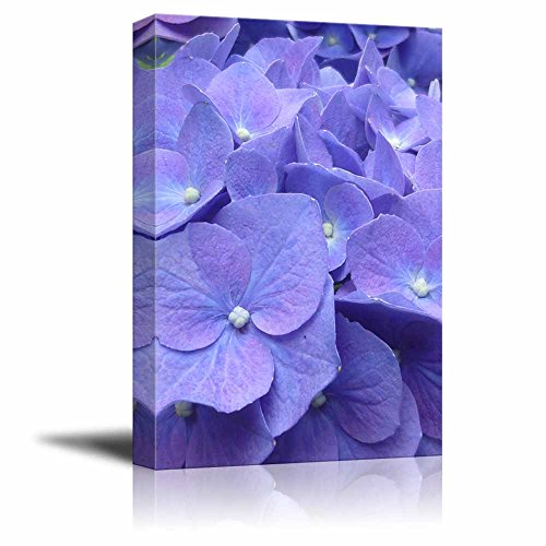 Hydrangea Flowers