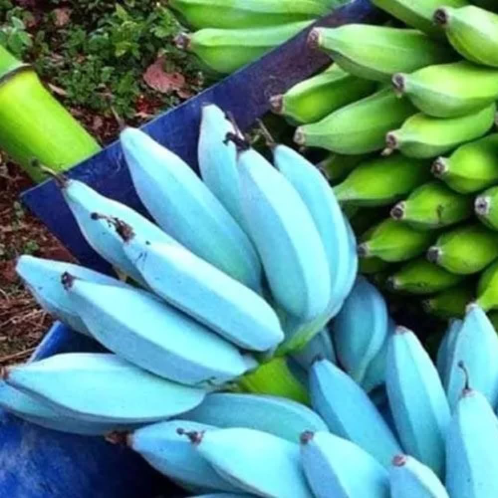 Blue Java Ice Cream Banana Tree Live Plant - 5 to 8 Inch Tall Tropical Fruit Seedling for Home Garden, Patio & Landscaping | Sweet Banana Flavor Perfect for Smoothies, Desserts & Fresh Eating