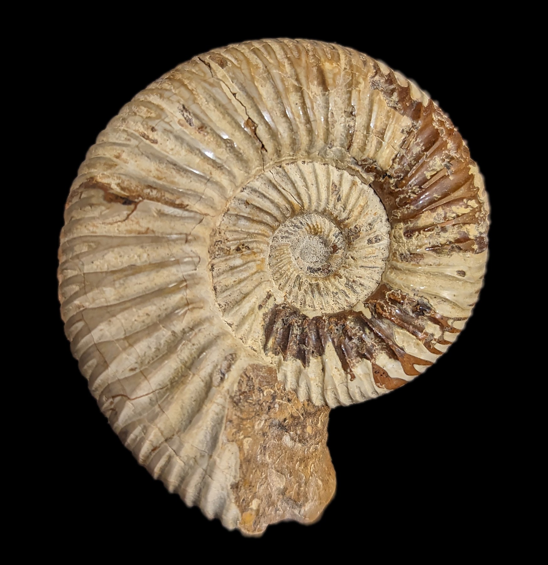 White Ammonite Perisphinctes Fossil - Natural Stone Specimen for Home Decor, Meditation & Crystal Healing | Perfect for Geology Collectors & Spiritual Practitioners