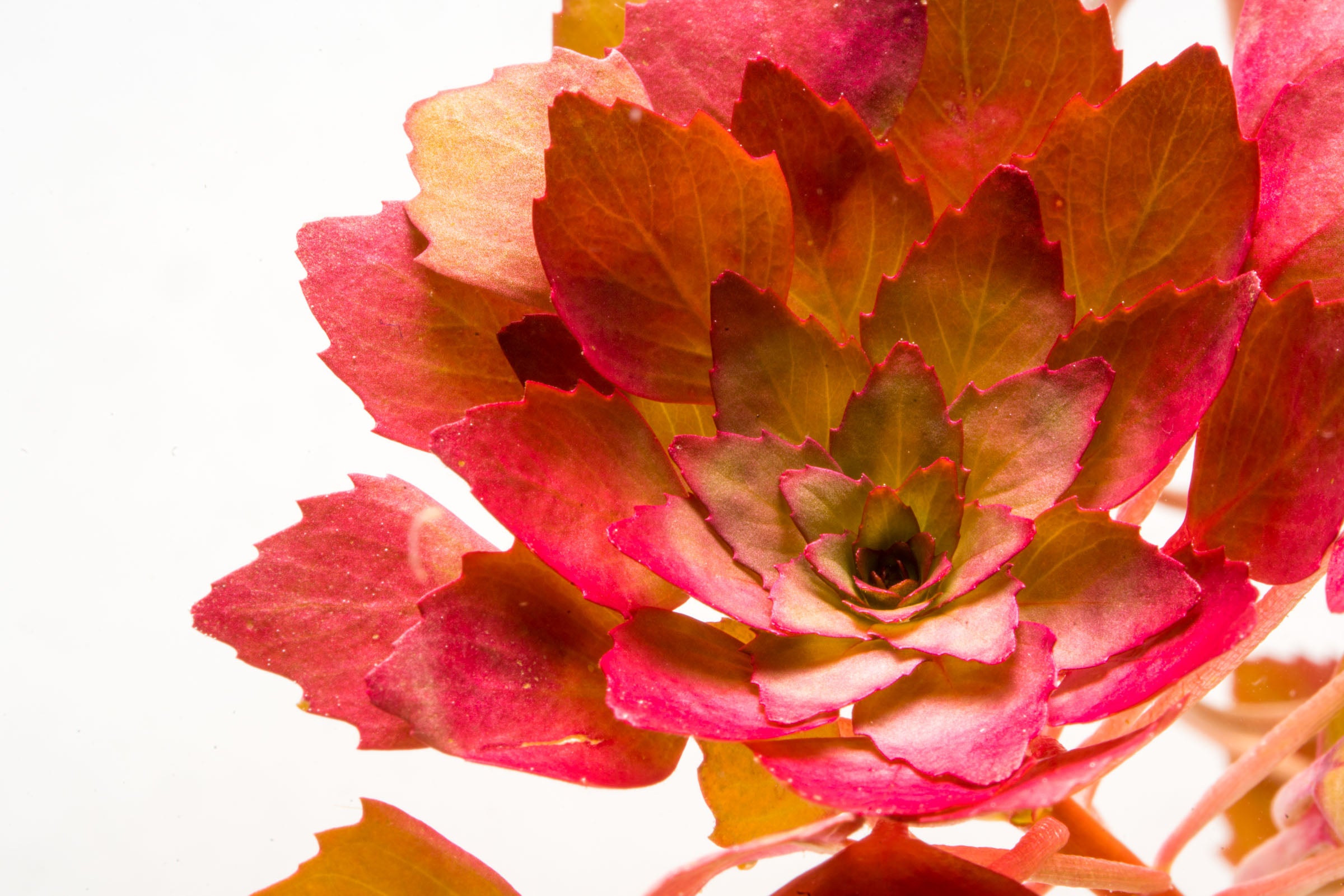 Ludwigia Sedioides (Mosaic Plant) - Live Aquatic Plant for Aquariums & Ponds | Perfect for Water Gardens, Fish Tanks & Aquatic Decor