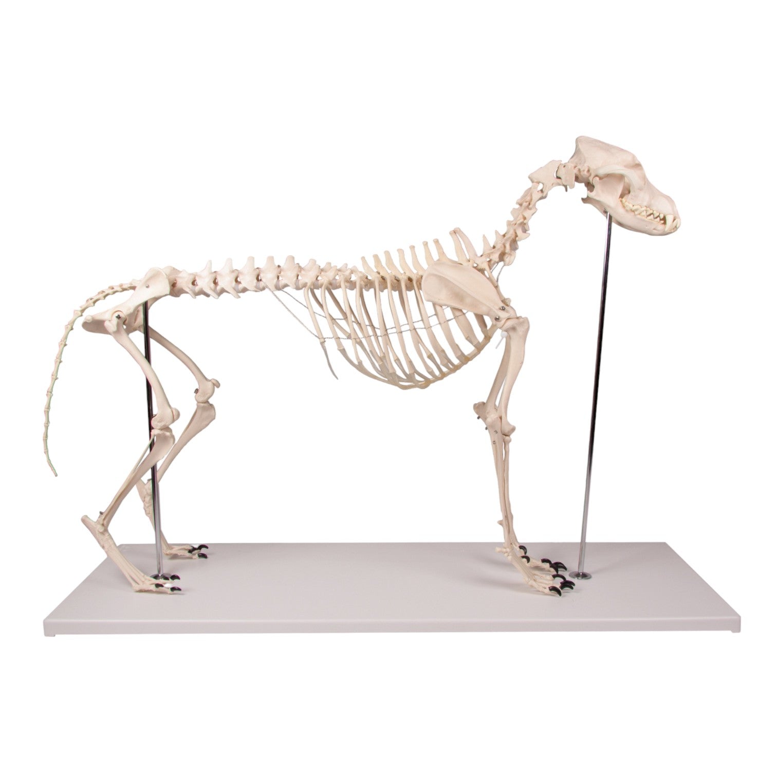 Realistic Replica Dog Skeleton Olaf - Halloween Pet Costume & Home Decor for Spooky Parties, Themed Events, and Veterinary Education