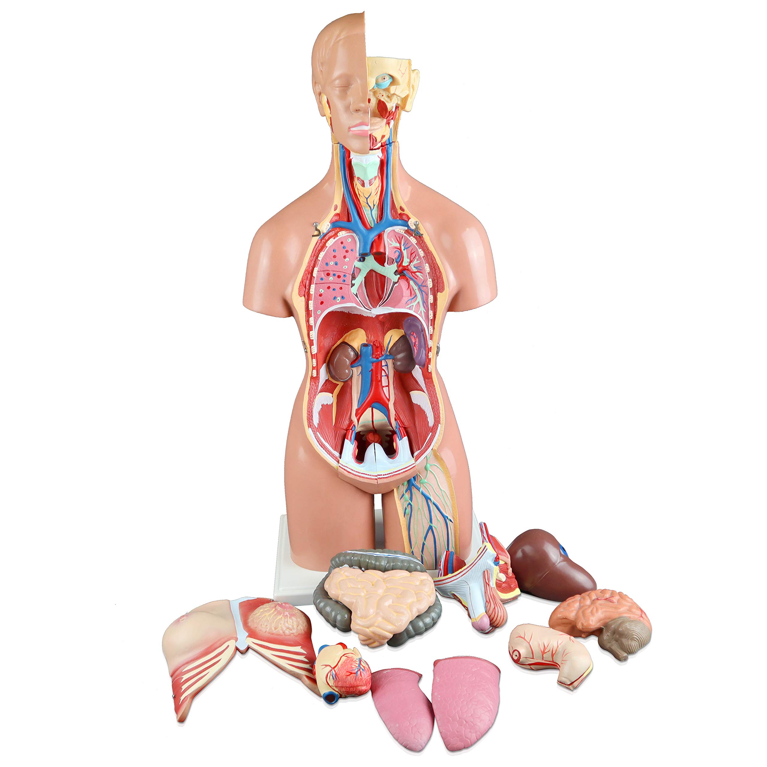 Parco Scientific PB00161 55cm 21-Part Dual-Sex Human Torso Model with Open Back - Detailed Anatomy of Muscles, Spine & Nerves for Medical Education & Study