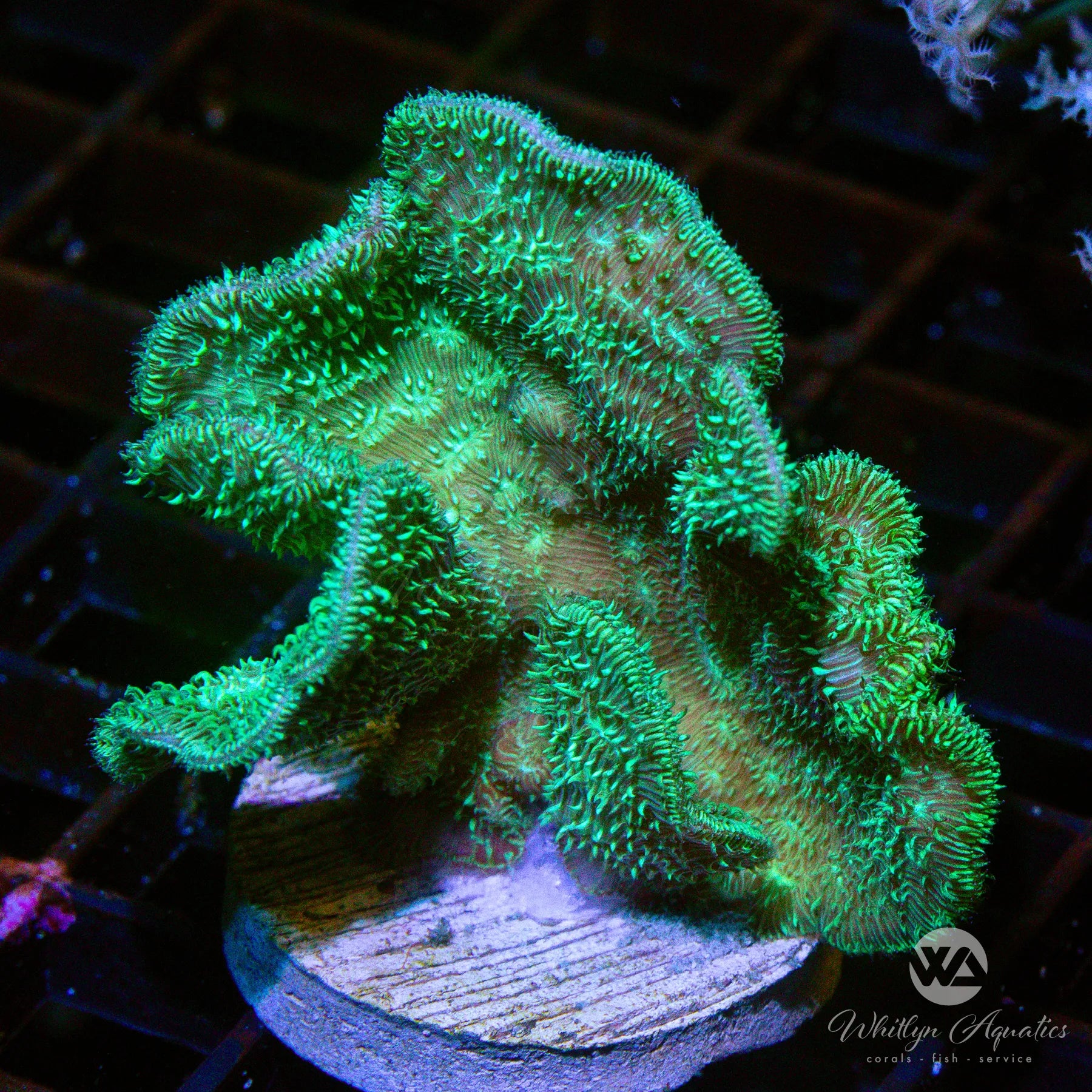 Premium Cactus Pavona Coral for Saltwater Aquariums - Live Coral for Reef Tanks, Marine Aquascaping & Coral Frags