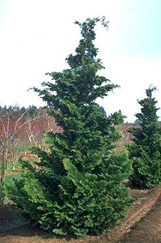 Fernspray Hinoki Cypress Live Plant - 3 Gallon Pot - Evergreen Landscape Tree for Zen Gardens, Privacy Screening & Outdoor Decor