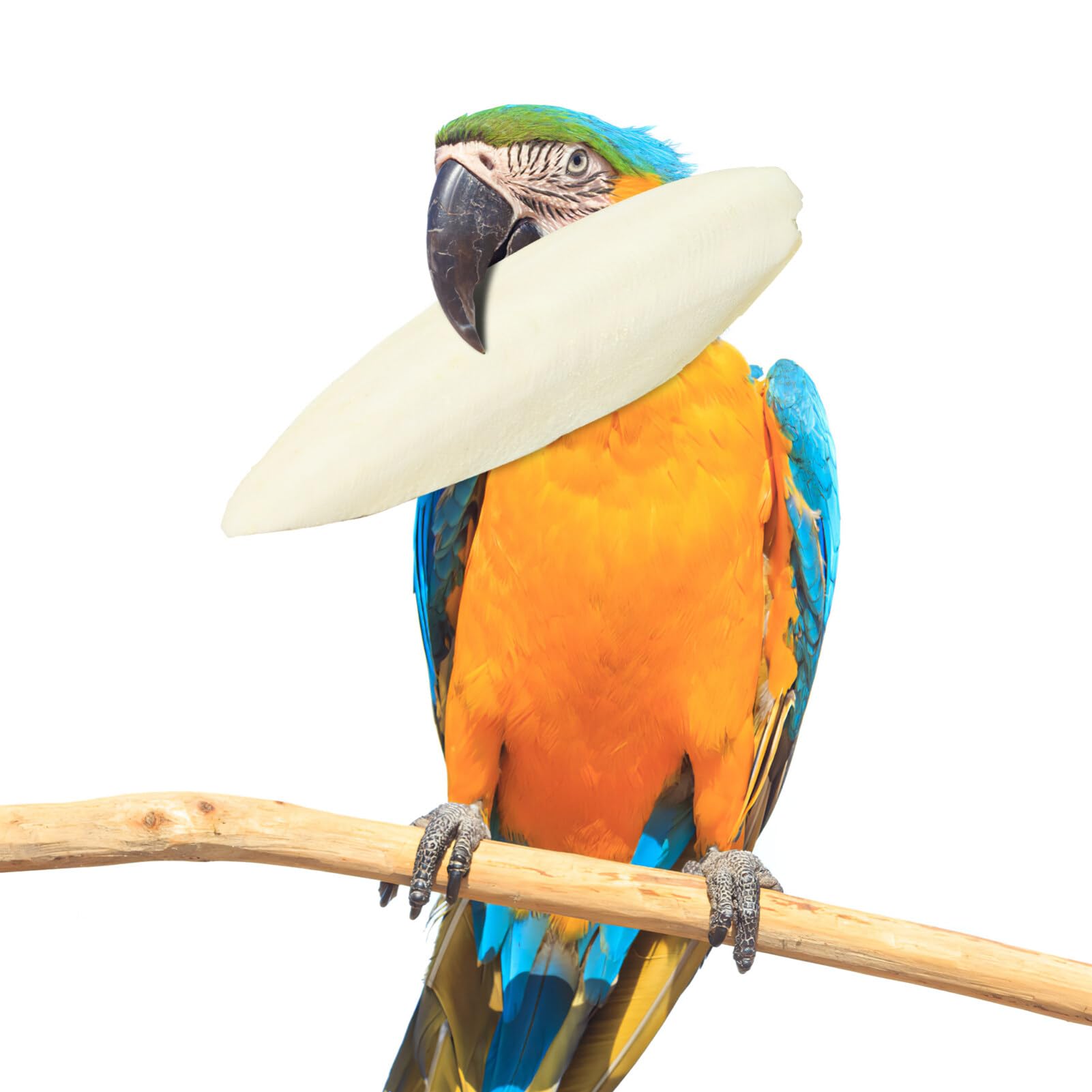 EXCEART 30pcs Natural Cuttlebone for Birds - Calcium-Rich Beak Grinder & Chew Toy for Parrots, Parakeets, Cockatiels, Macaws | Promotes Healthy Beak & Molar Care - Perfect for Cage Accessories and Bird Enrichment Activities