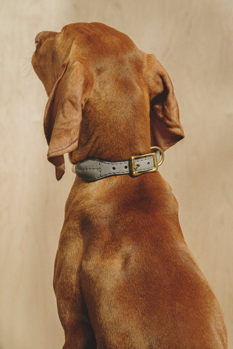 Premium Dog Collar with Pony Graphite Design - Durable & Stylish Pet Accessory for Walking, Training, and Outdoor Adventures