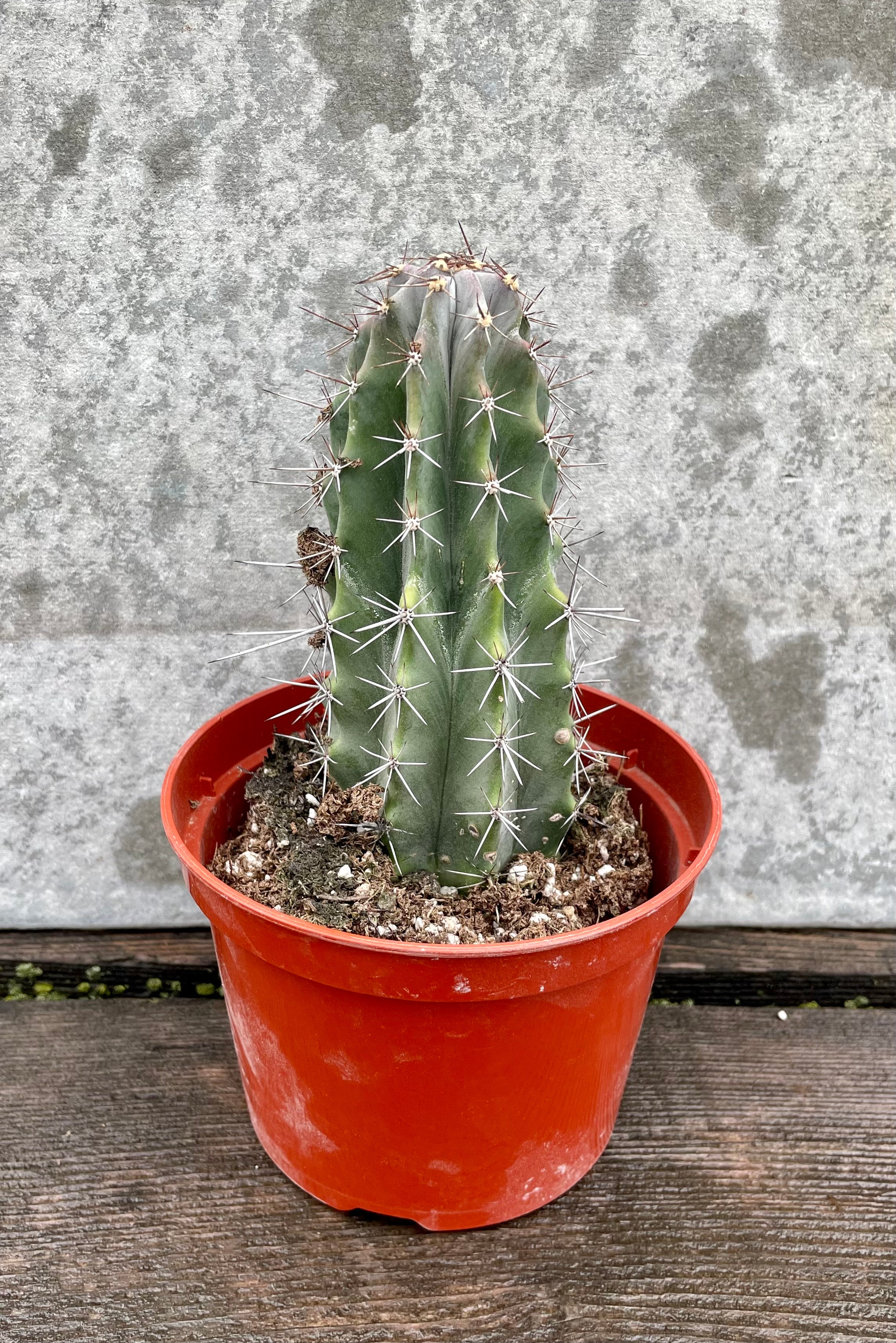 Buy Cereus Pruinosus (Powder Puff Cactus) - 5 Inch Potted Live Plant for Home & Garden Decor | Perfect for Indoor Succulent Arrangements, Office Desk, or Gift Ideas