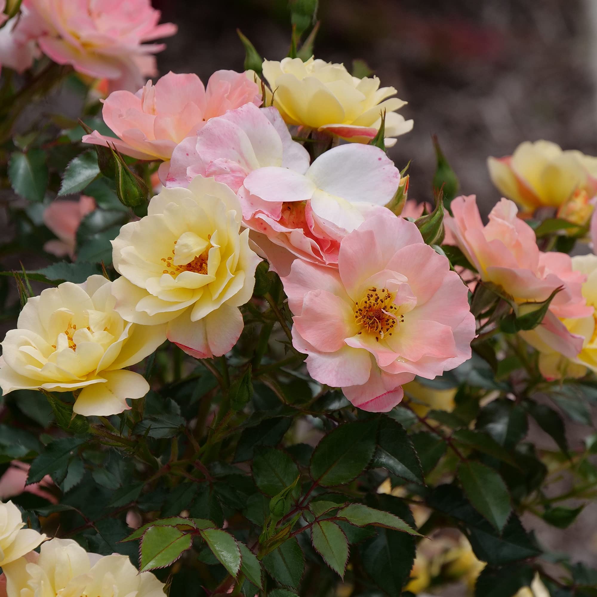Proven Winners Rose OSO Easy Italian Ice - 2 Gallon Shrub for Vibrant Gardens | Perfect for Landscaping, Borders & Container Planting