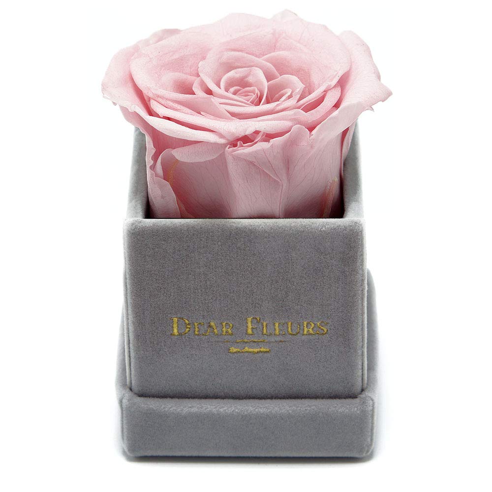 Petit Rose | Real Preserved Roses That Last 1 Year | Eternal Rose Gift in Luxury Velvet Box (Rose Quartz Pink & Grey) - Perfect for Anniversaries, Valentine's Day & Romantic Gifts
