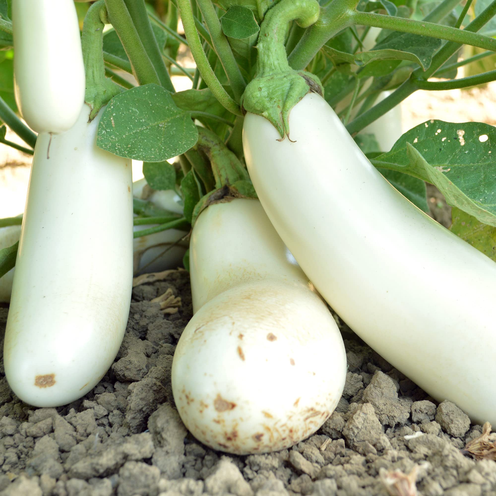 Organic Snowy Eggplant Seeds - 4 Oz (~26,000 Seeds) - Non-GMO, USDA Certified Organic - Heirloom Vegetable Garden Seeds - Solanum Melongena - Perfect for Home Gardening, Urban Farming & Sustainable Agriculture