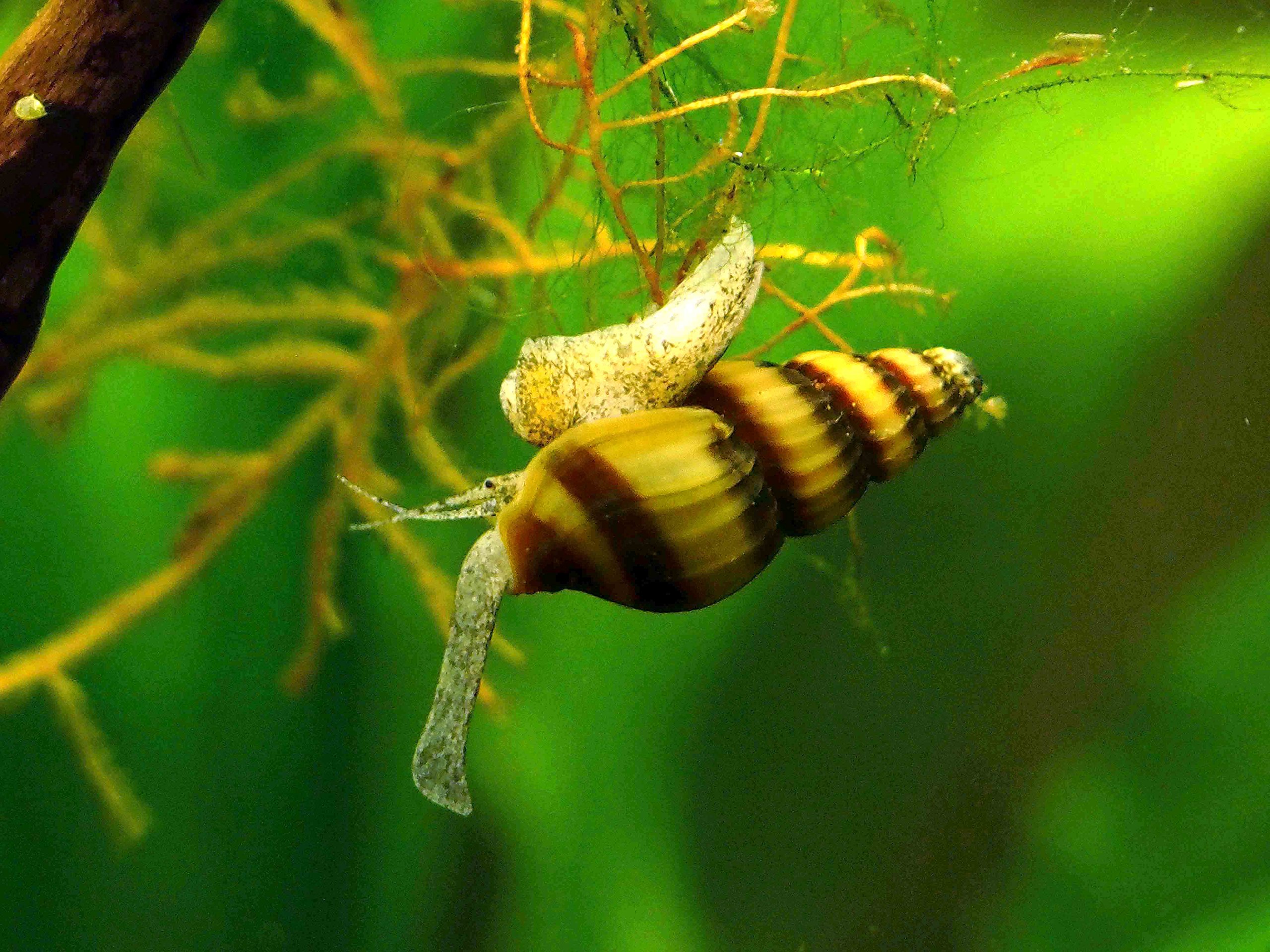 10 Live Assassin Snails (Clea Helena) for Aquarium & Pond - Natural Snail Control Solution | Perfect for Nano Fish Tanks & Aquarium Maintenance | Eliminates Pest Snails in Freshwater Tanks
