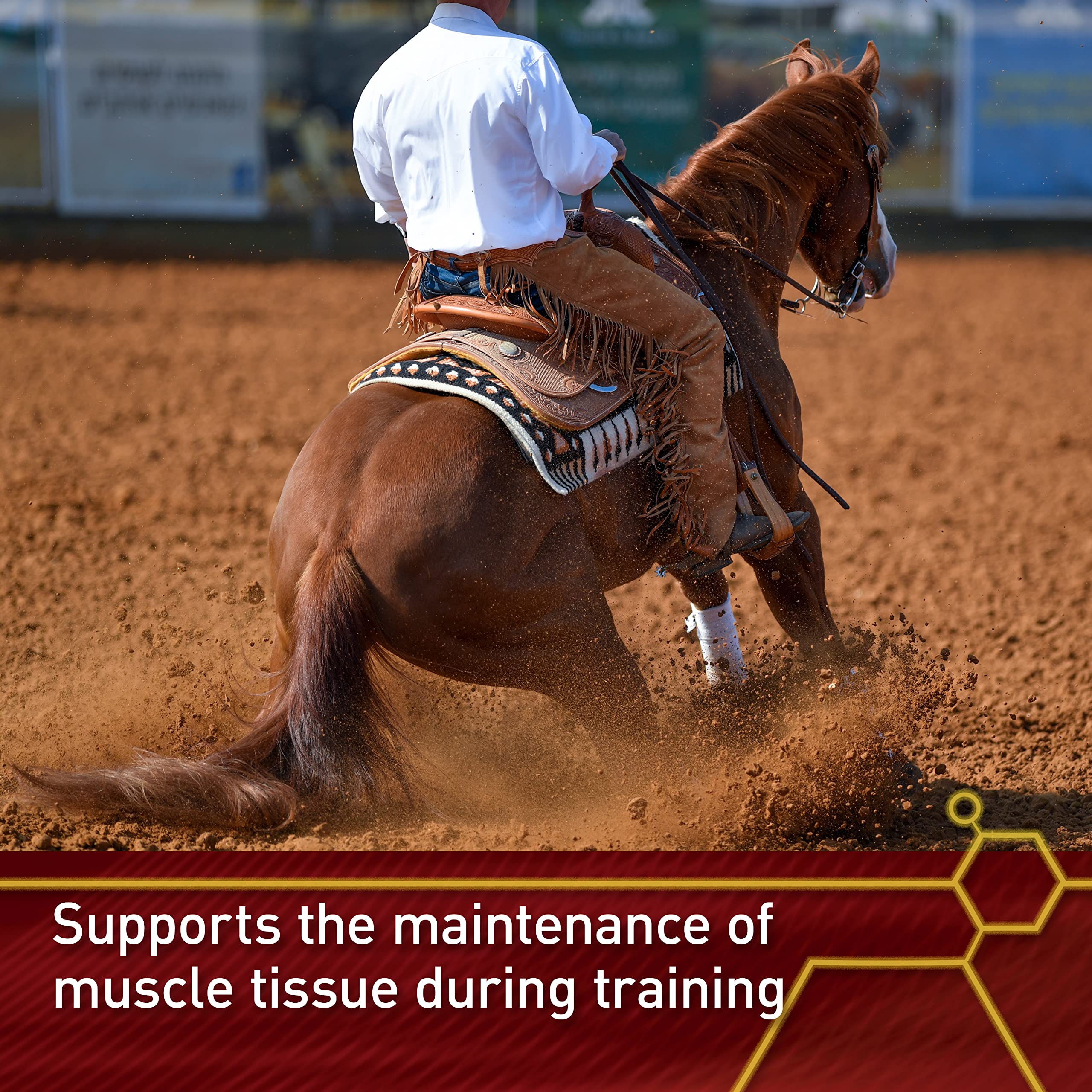 Pro Accel Equine Health & Wellness Supplement for Horses – 10 lb | Supports Joint Health, Coat Shine & Immune System | Ideal for Performance Horses & Senior Equine Care