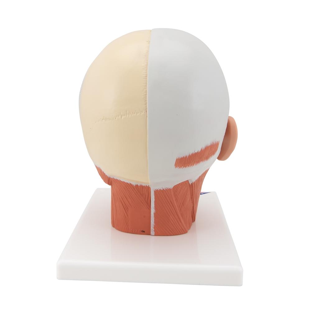 Human Head and Neck Musculature Anatomy Model - Detailed Medical Study Tool for Students & Professionals | Perfect for Classroom, Lab & Healthcare Training