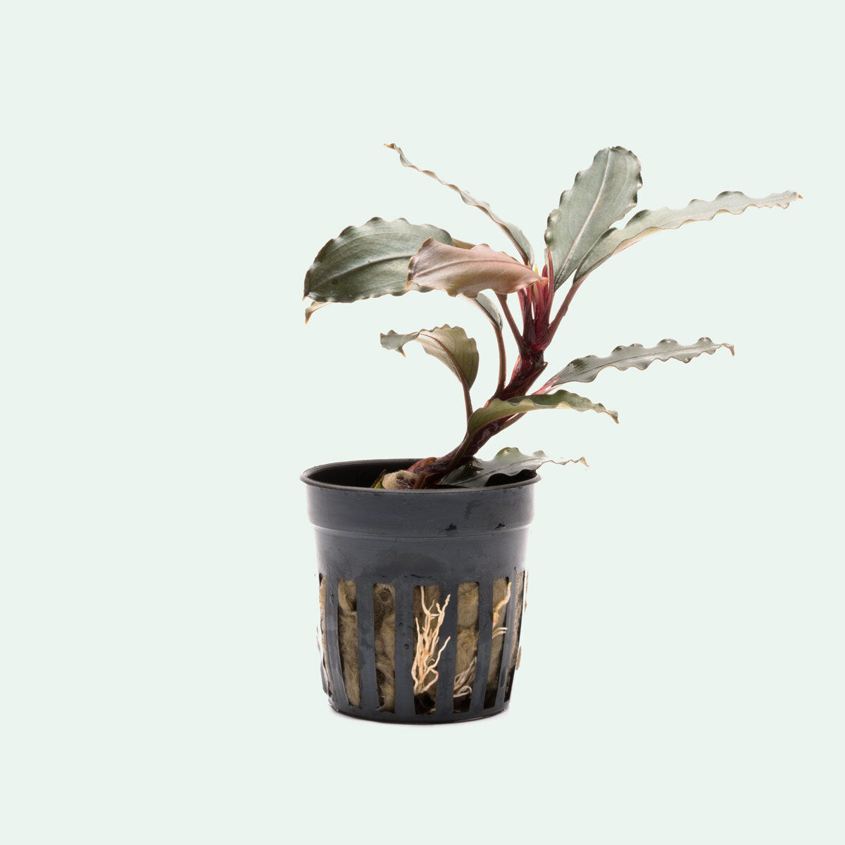 Bucephalandra Theia Red Aquatic Plant for Aquariums - Rare Freshwater Plant for Fish Tanks, Aquascaping & Low-Tech Aquariums - Perfect for Natural Decor & Shrimp Habitats