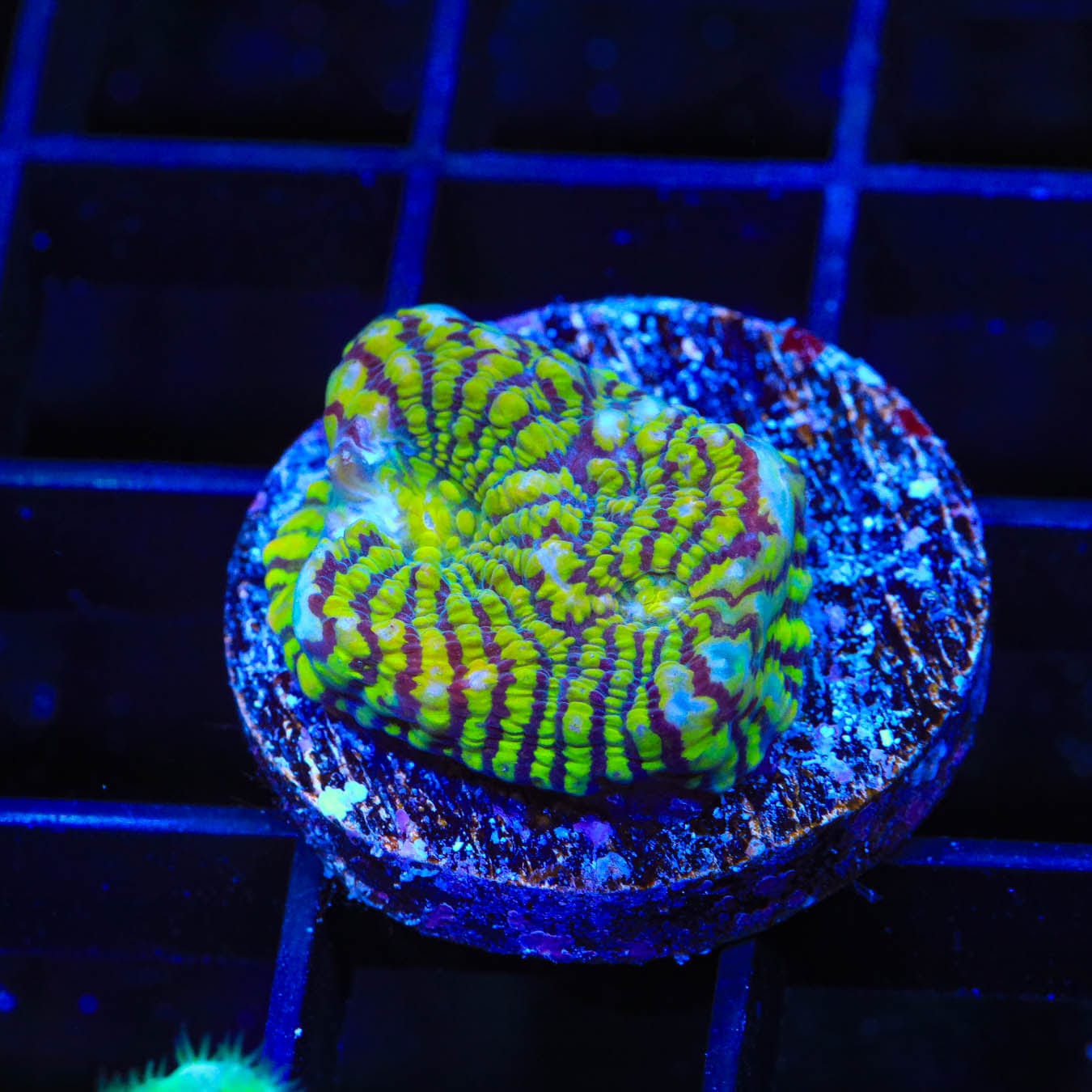 Premium Convict Chalice Coral for Saltwater Aquariums - Vibrant Live Coral for Reef Tanks & Marine Aquascaping - Perfect for Coral Frags and Aquarium Decoration