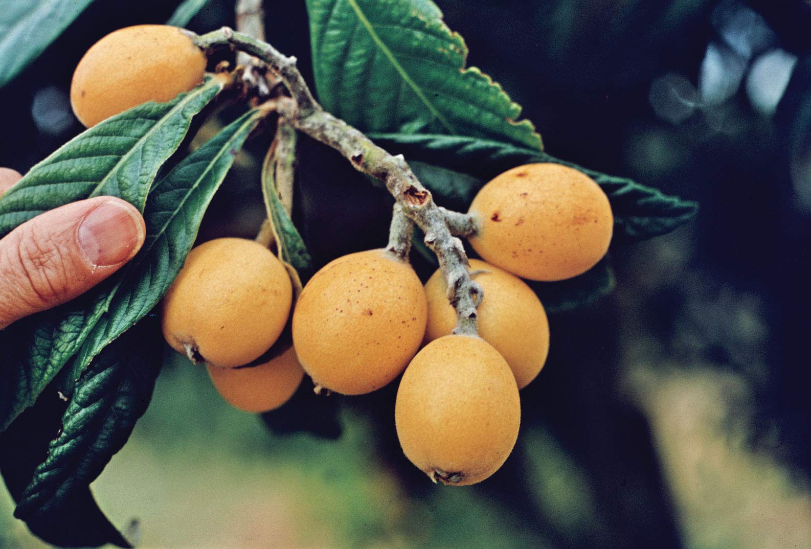 50 Premium Loquat Fruit Seeds for Planting - Grow Your Own Delicious Eriobotrya Japonica Trees - Perfect for Home Gardens, Landscaping & Fresh Fruit Lovers