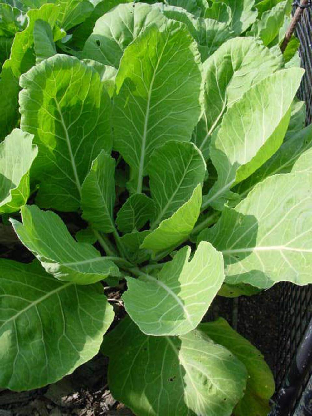 UtopiaSeeds Vates Collard Seeds - Premium Non-GMO Collard Greens Seeds for Home Gardening | Grow Delicious, Nutritious Vegetables for Salads, Soups & Southern Cooking