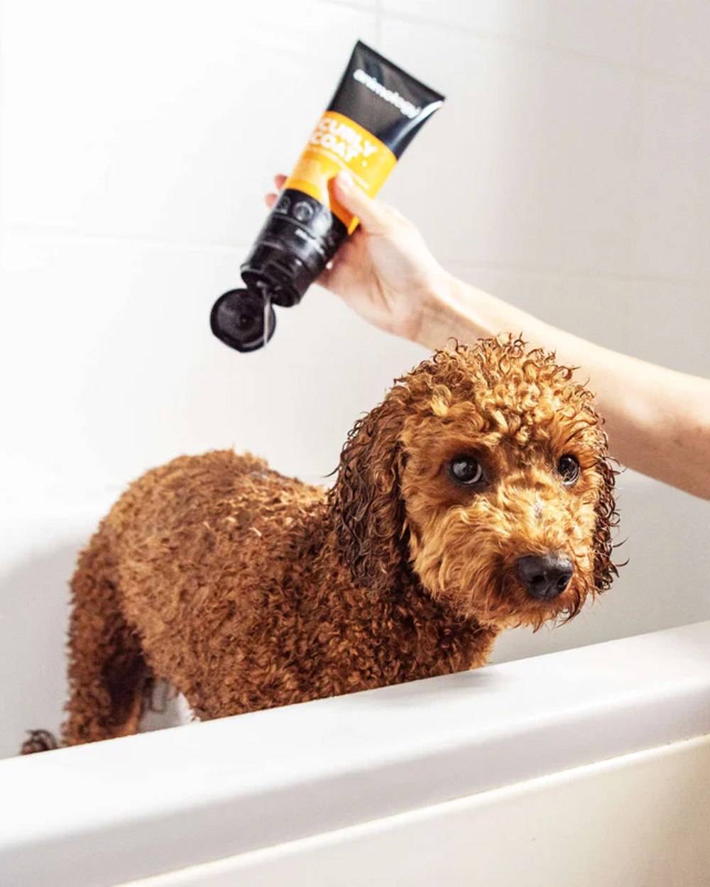 Animology Curly Coat Dog Shampoo 250ml - Hypoallergenic & Moisturizing Shampoo for Curly Haired Dogs - Perfect for Poodles, Bichons & Cockapoos - Gently Cleans & Defines Curls