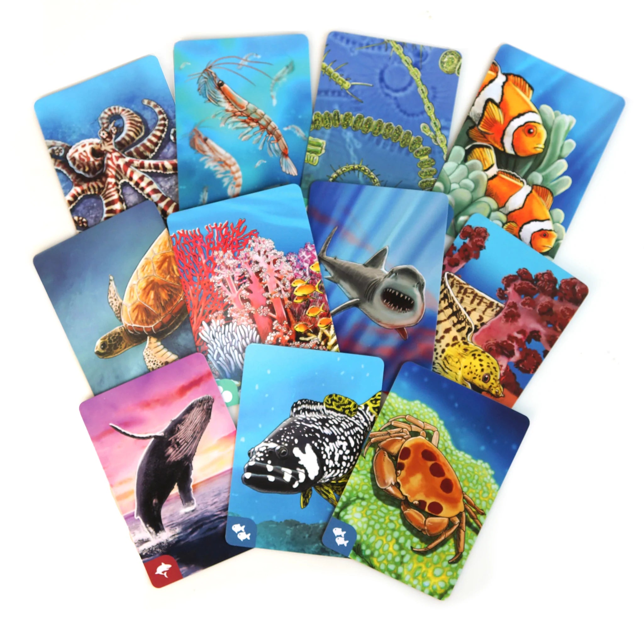 Coral Reef Ecosystem Kit for Saltwater Aquariums – Perfect for Marine Life Enthusiasts & Educational Use
