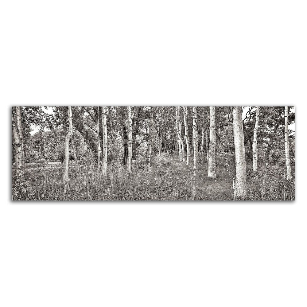 Alan Blaustein Birch Trees No.2 Canvas Art Print - Stretched & Ready to Hang - Nature Landscape Wall Decor for Living Room, Bedroom or Office
