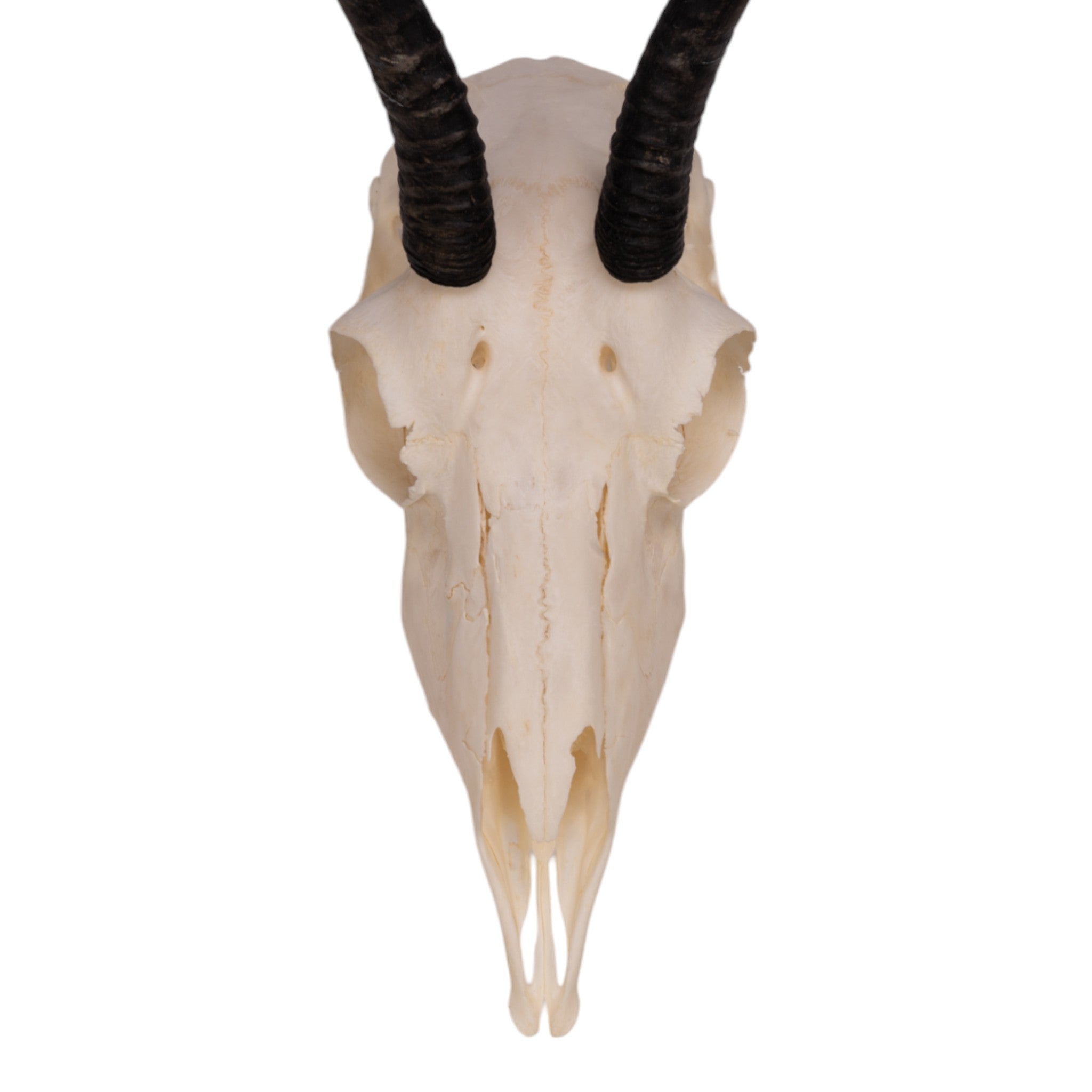 Authentic Female Springbok Skull Taxidermy - Rare African Wildlife Trophy for Home Decor, Hunting Lodge Display & Unique Gift Idea