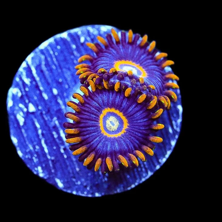 Premium Blue Macaw Zoanthids Coral for Saltwater Aquariums – Vibrant Coral for Reef Tanks & Marine Displays