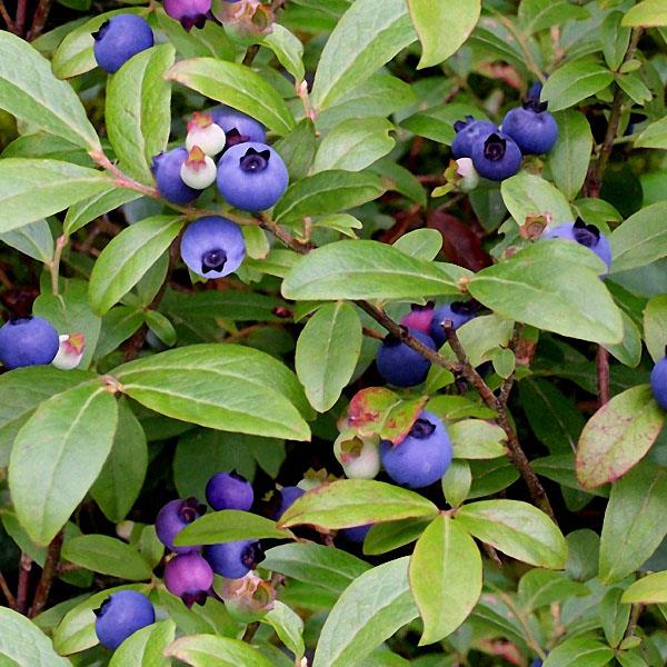 Premium 100% Cotton Blueberries Green Fabric - Half Yard Cut for Quilting, Sewing & DIY Crafts - Soft & Durable Material for Apparel, Home Decor & Upholstery Projects