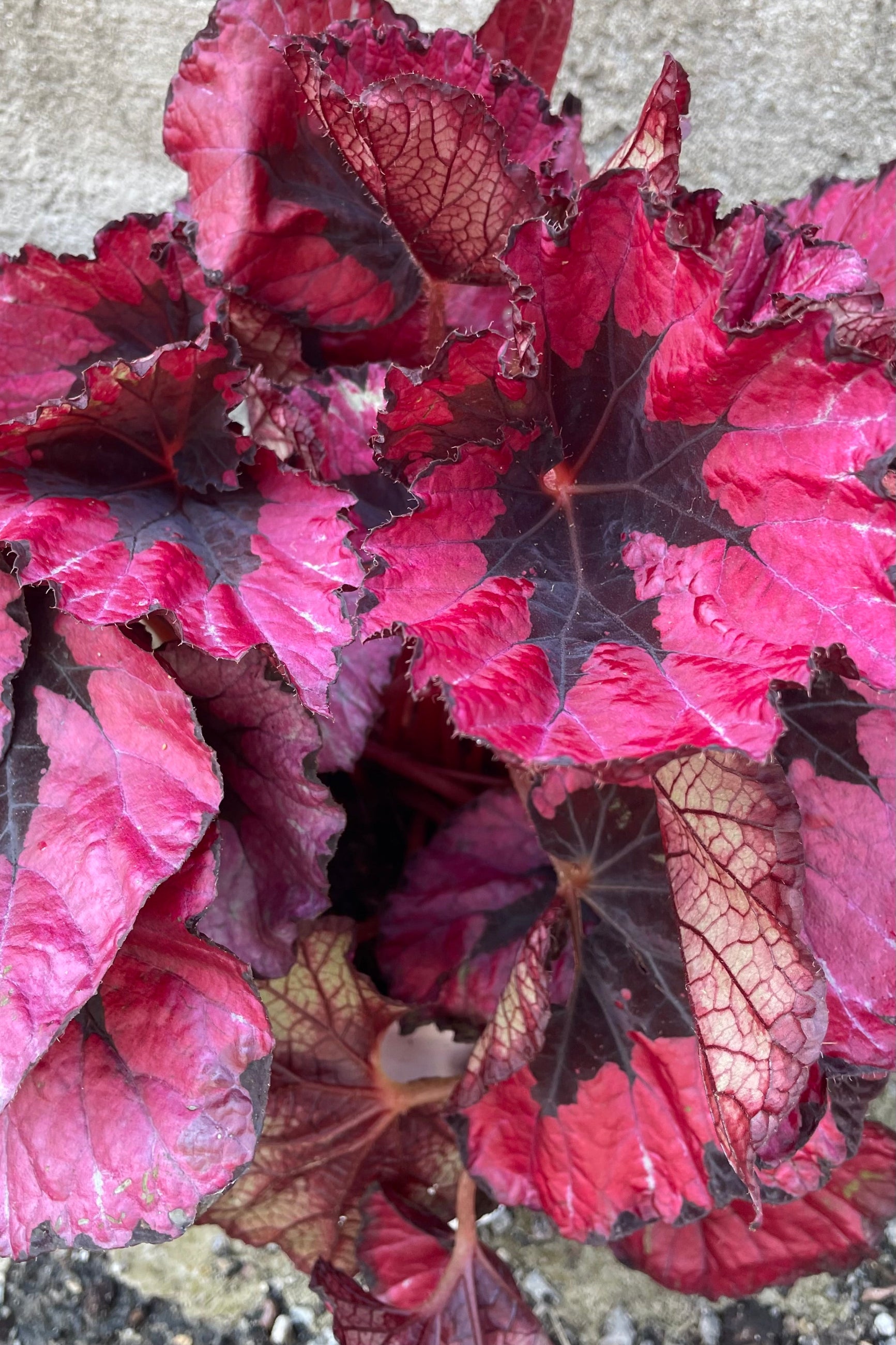 Buy Rex Begonia Cultorum - 6 Pack Live Plants for Indoor & Outdoor Gardening | Perfect for Home Decor, Office Spaces & Gift Ideas