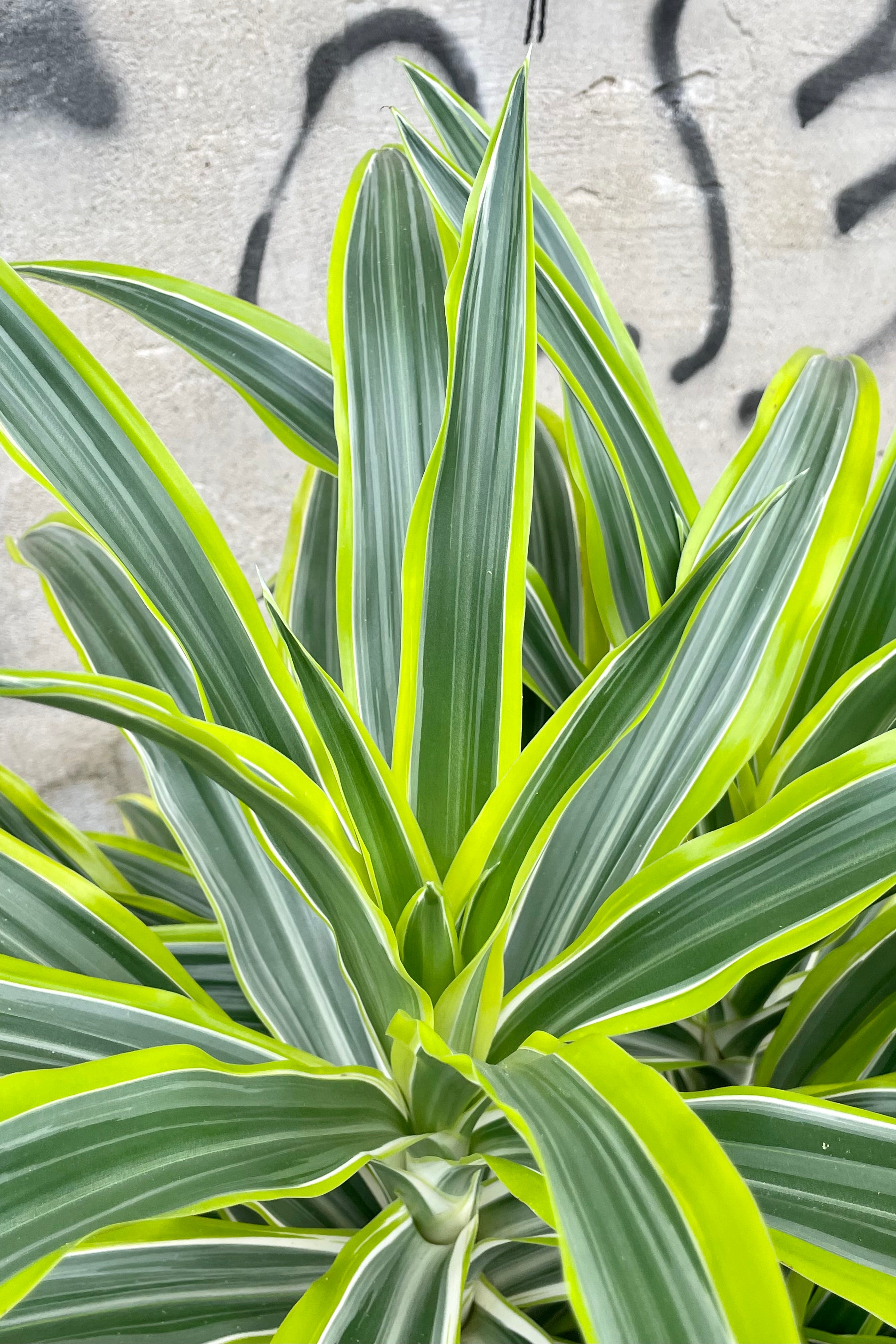 Dracaena deremensis 'Lemon Lime' - 12 Inch Tall Indoor House Plant for Home & Office Decor - Perfect for Living Room, Bedroom, or Workspace Air Purification