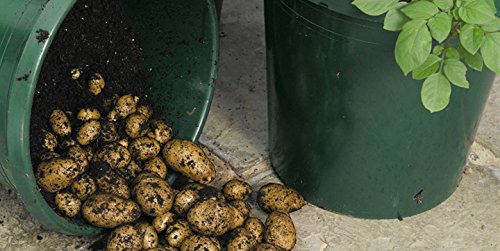 Simply Seed™ - Non-GMO Kennebec Potatoes 5 LBS - American Grown Seed Potatoes for Planting - Perfect for Home Gardens, Farms & Sustainable Agriculture