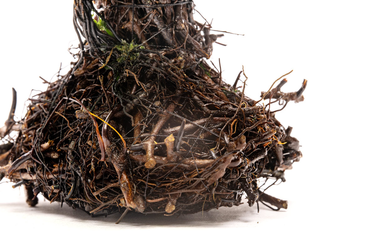 Trichomanes Javanicum Bonsai Tree - Rare Fern Miniature Plant for Home & Office Decor | Perfect for Zen Gardens, Terrariums, and Indoor Greenery