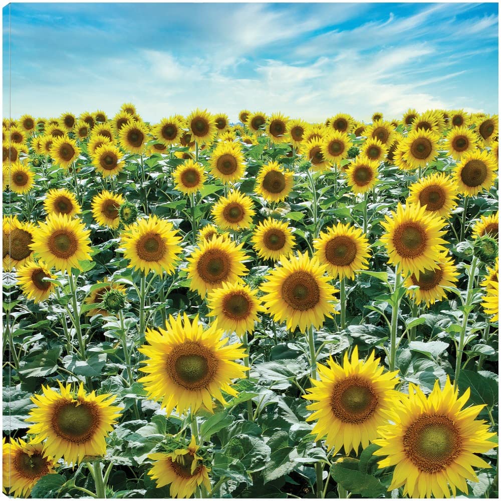 Fine Art Canvas Cortona Sunflowers #2 by Alan Blaustein - 22x22 Inch Ready to Hang Wall Decor - Perfect for Living Room, Bedroom, Office & More - Hand-Painted Floral Canvas Art for Home & Commercial Spaces
