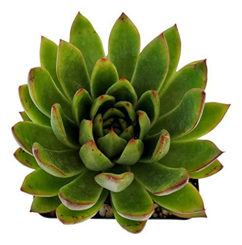 agavoides