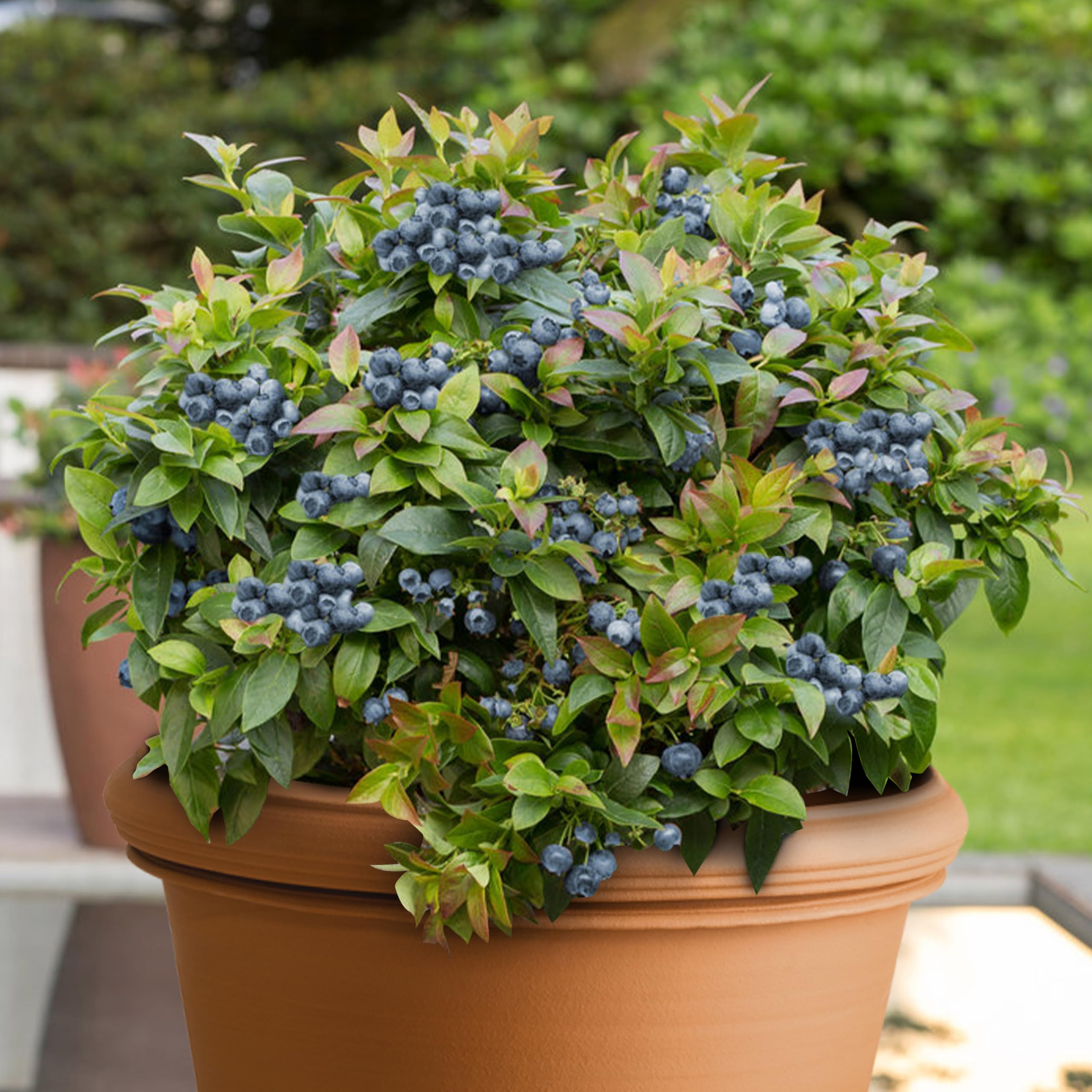 KVITER 100 Organic Non-GMO Blueberry Seeds (Vaccinium Angustifolium) – Sweet Dwarf Lowbush Heirloom Fruit Seeds for Indoor & Outdoor Gardening – Perfect for Fresh Berries, Smoothies, and Homegrown Snacks