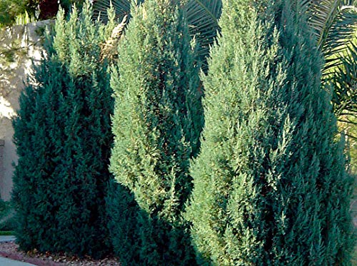 Blue Point Juniper Trees - 20 Live Evergreen Plants (Juniperus Chinensis) for Privacy Screening - Perfect for Landscaping, Hedges & Garden Borders