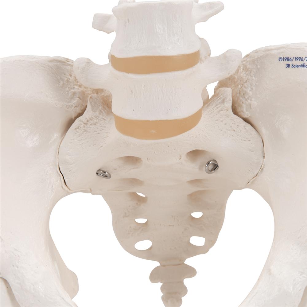 Female Pelvic Skeleton Model with Movable Femur Heads - Anatomical Study Tool for Medical Students, Doctors & Physical Therapists - Perfect for Classroom, Clinic & Patient Education