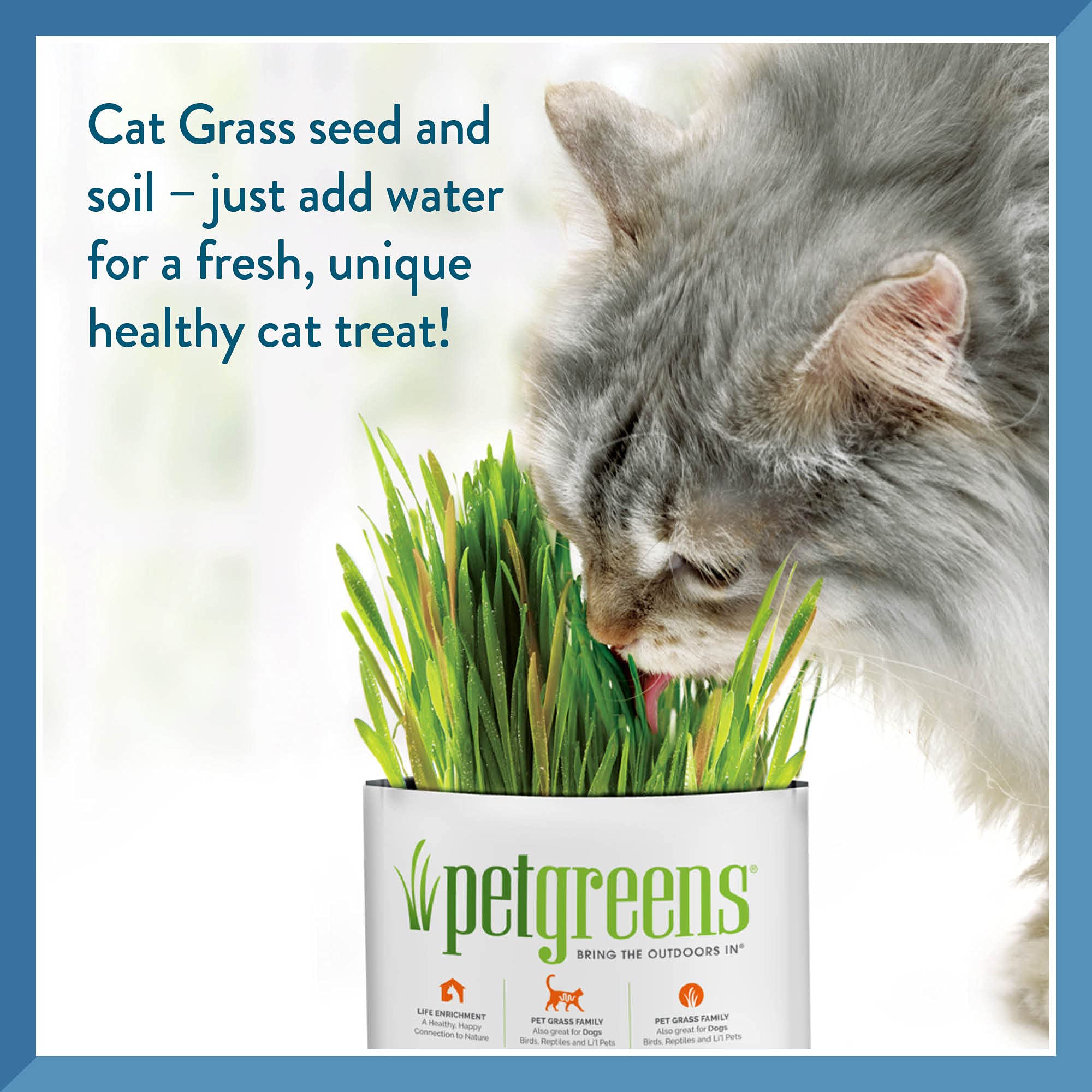 Organic Pet Greens Self-Grow Cat Grass Kit - Fresh Wheatgrass for Indoor Cats & Dogs - Healthy Digestive Aid & Natural Hairball Relief - Perfect for Window Sills, Pet Play Areas & Home Decor