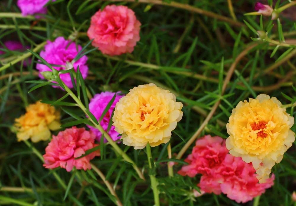10000 Mixed Moss Rose Seeds - Portulaca Grandiflora Mix, Drought Tolerant Flower Seeds for Garden, Rock Gardens, Hanging Baskets & Containers - Perfect for Sunny Landscapes, Borders & Ground Cover