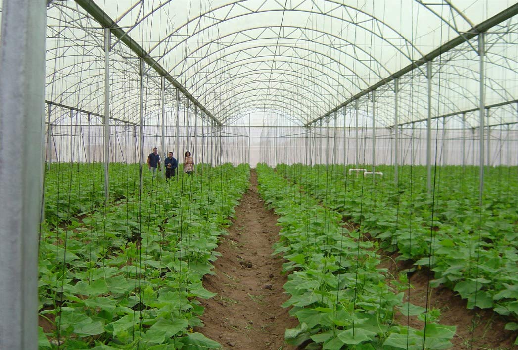 6 Mil Clear Greenhouse Plastic Film Cover - 16ft x 55ft Durable Polyethylene Sheeting for Plant Protection | UV Resistant, 4-Year Lifespan | Perfect for Backyard Gardens, Commercial Greenhouses & Plant Nurseries