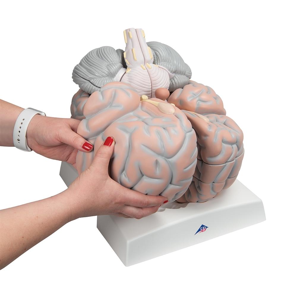 Giant Brain Model - 2.5X Full Size with 14 Detachable Parts | Anatomy Learning Tool for Medical Students & Science Enthusiasts | Perfect for Classroom, Lab & Home Study