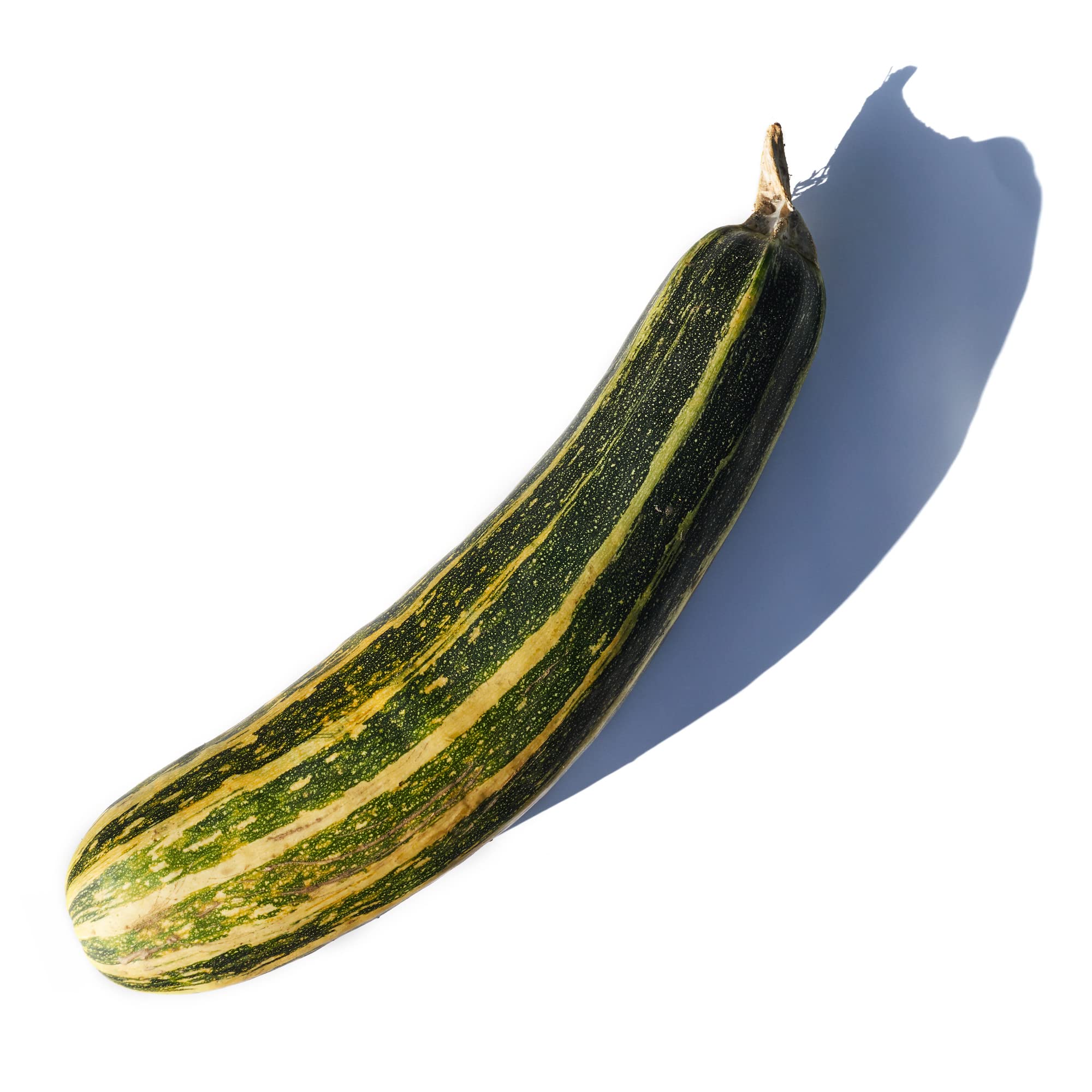 Non-GMO Heirloom Summer Squash Seeds (Cucurbita Pepo) - Vegetable Marrow Green Bush - 5 Lb Pack (~20,000 Seeds) for Farm, Home & Vegetable Gardening - Perfect for Fresh Salads, Grilling & Healthy Recipes