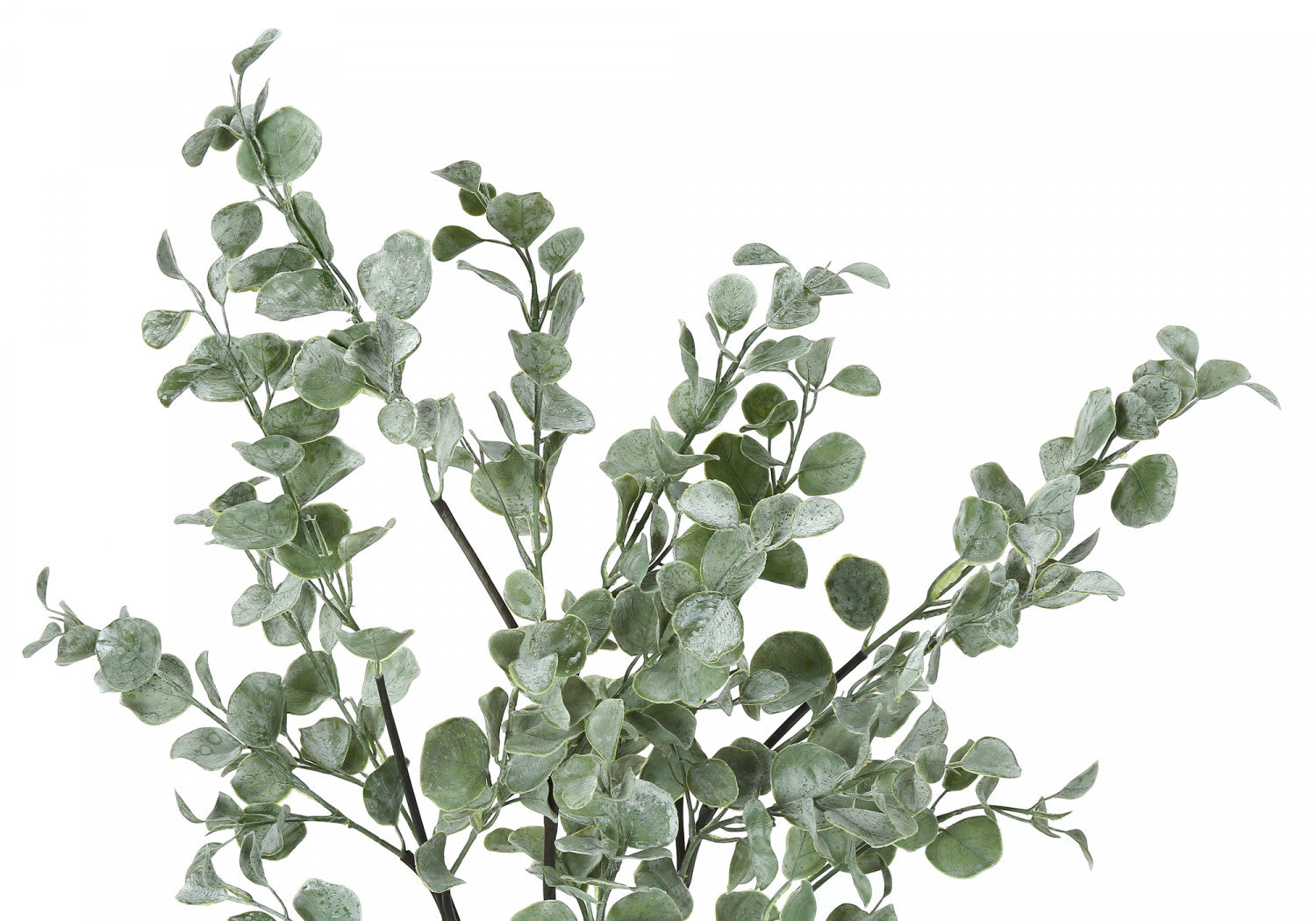 35 Eucalyptus Plant with 5 Black Pots - Fresh Green Indoor/Outdoor Decor for Home, Office, and Garden