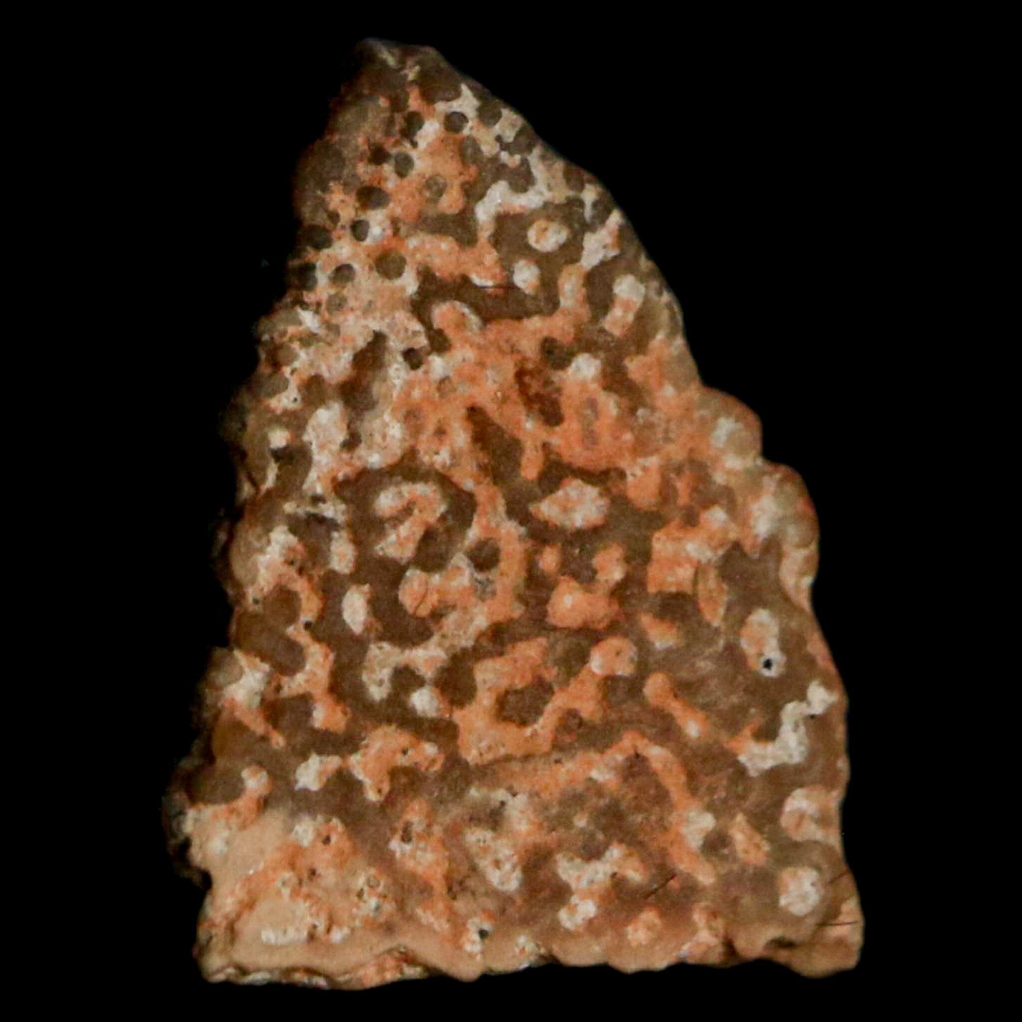 0.5 Megaloolithus Titanosaur Dinosaur Fossil Egg Shell from Bouches-du-Rhone, France - Rare Collectible Display Piece for Paleontology Enthusiasts & Museum-Quality Home Decor