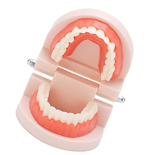 Dental Teeth Model for Teaching - Professional Durable PVC & Resin Oral Hygiene Demonstration Kit for Kids, Kindergarten & Dental Clinics | Perfect for Dental Education, Student Practice & Patient Demonstration